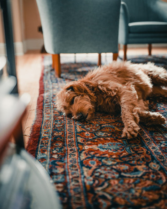 Best Vacuum for Pet Hair